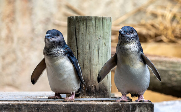 Little Blue Penguins