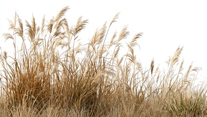 Dried tall grasses with feathery plumes against a white background, suggesting autumn