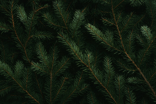 Dark green textured background of fir tree branches filling the frame
