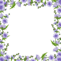 Fototapeta premium Blooming chicory flowers square frame decoration element watercolor illustration. Hand drawn chicory meadow wildflower frame summer mood rustic design decor isolated on white background