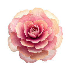 A delicate pink rose with layered petals isolated on transparent background