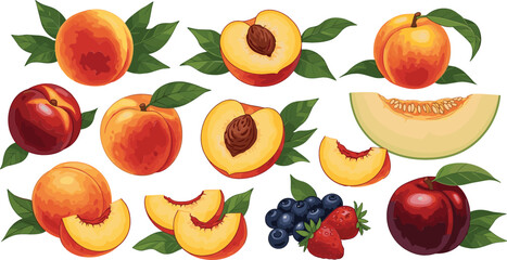 Fresh fruit collection featuring peaches nectarines melon slices blueberries and strawberries with green leaves vector illustration for healthy eating organic food packaging and summer dessert menus. © MstRozinaAkter
