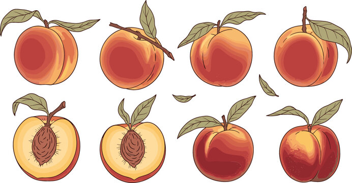 Peach Pit Images – Browse 16,217 Stock Photos, Vectors, and Video ...
