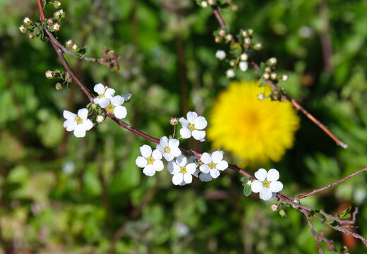 白い花と黄色いたんぽぽ