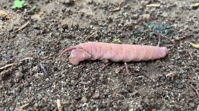 Durian Tree Caterpillar Crawling on the ground after falling from its host tree.