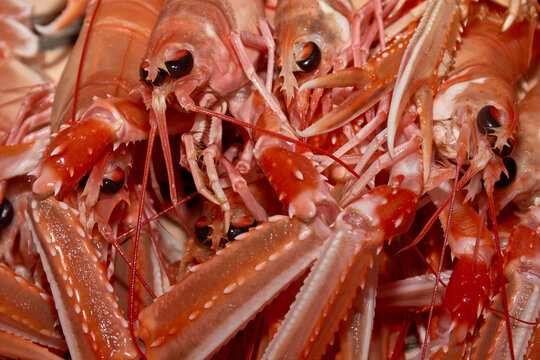 Detail of fresh langoustines with their claws and antennae, prepared for a high-quality seafood recipe