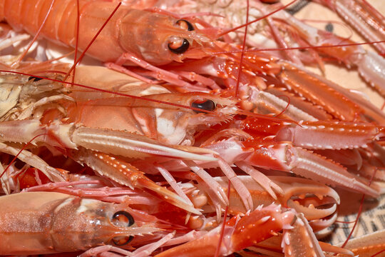 Detail of fresh langoustines with their claws and antennae, prepared for a high-quality seafood recipe