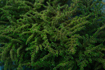 Dense Green Foliage with Dark Hollow Center