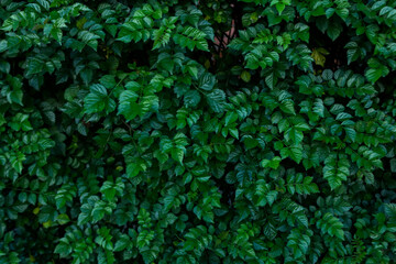 Obraz premium Lush Creeping Fig Dense Green Leaf Background