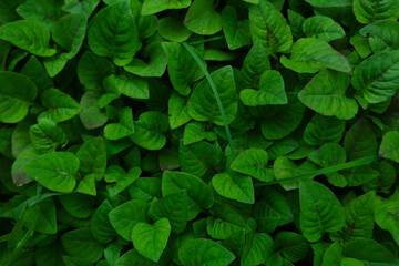 Fototapeta premium Lush Creeping Fig Dense Green Leaf Background
