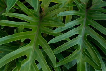 Philodendron Selloum Tropical Leaf Background © Cavan