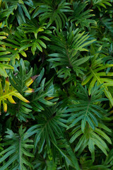 Philodendron Selloum Tropical Leaf Background © Cavan