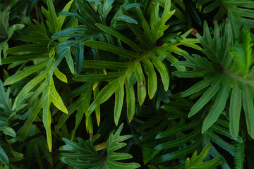 Philodendron Selloum Tropical Leaf Background © Cavan