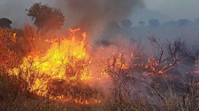 forest fire in the mountains