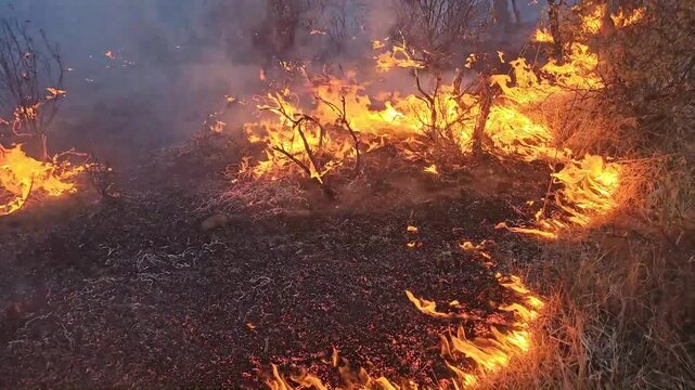 burning grass in a forest fire