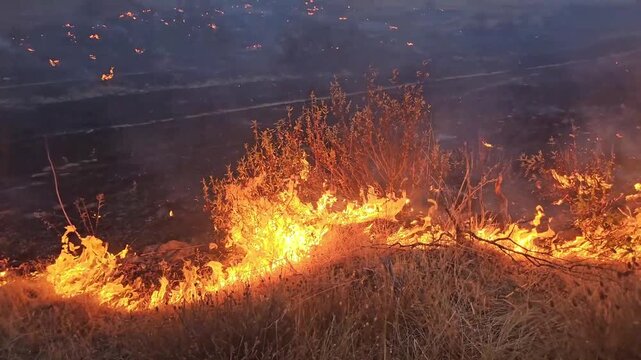 vegetation burning in a forest fire