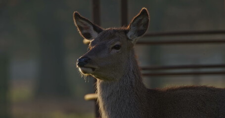 Fototapeta premium Red deer hind gazes alertly toward the sunset in a forest meadow