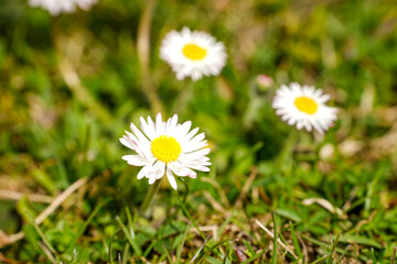 Several daisies (Bellis perennis) in a green meadow. They are one of the best-known and most widespread wildflowers in Central Europe © Sandra Alkado