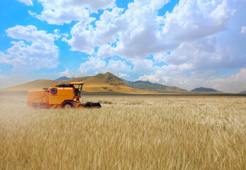 Fototapeta premium Combine harvester harvesting wheat field at blue sky in the background