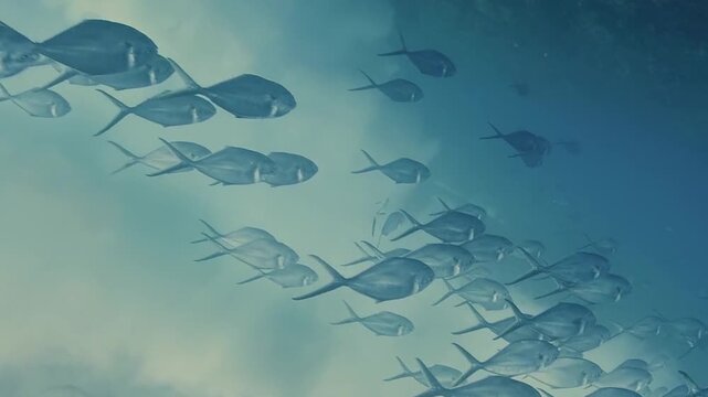 school of fish swimming in the depths, a fish from type of jack, possibly crevalle jack or giant trevally