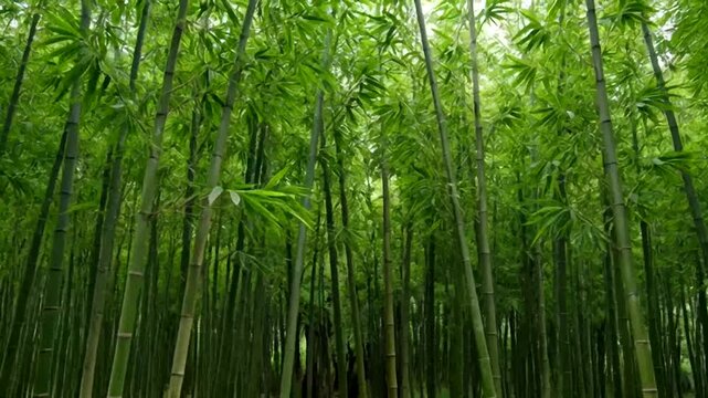 A dense bamboo forest bathed in soft sunlight, showcasing the natural beauty and tranquility of the environment. 