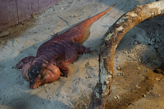 Large brown lizard resting on sandy ground beside a wooden branch. Close up reptile wildlife scene highlighting textured scales, natural camouflage and exotic desert habitat.