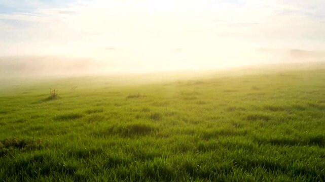 A serene and misty morning over a vast green field. The sky is partially obscured by fog, creating a soft and diffused light