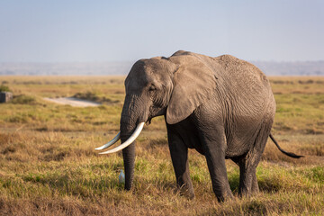 Fototapeta premium Portrait of an elephant from Amboseli. Kenya, Africa