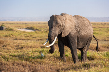 Fototapeta premium Portrait of an elephant from Amboseli. Kenya, Africa