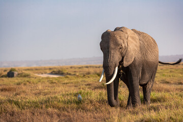 Fototapeta premium Portrait of an elephant from Amboseli. Kenya, Africa