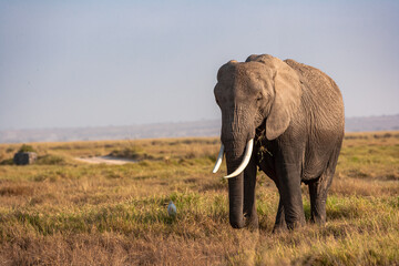Fototapeta premium Portrait of an elephant from Amboseli. Kenya, Africa