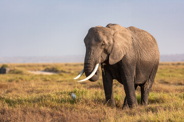 Fototapeta premium Portrait of an elephant from Amboseli. Kenya, Africa