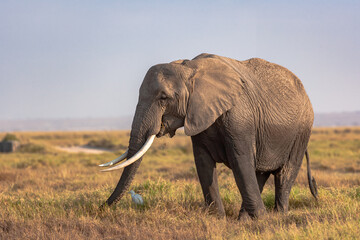 Fototapeta premium Portrait of an elephant from Amboseli. Kenya, Africa