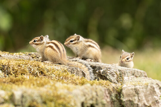 tamia
chipmunk
&eacute;cureuil ray&eacute;
petit rongeur
mammif&egrave;re sauvage
animal forestier