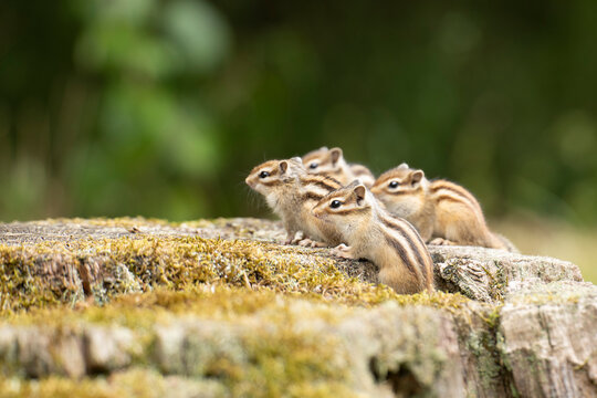 tamia
chipmunk
&eacute;cureuil ray&eacute;
petit rongeur
mammif&egrave;re sauvage
animal forestier