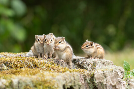 tamia
chipmunk
&eacute;cureuil ray&eacute;
petit rongeur
mammif&egrave;re sauvage
animal forestier