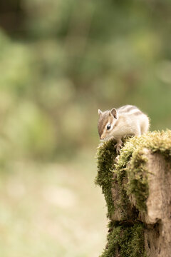 tamia
chipmunk
&eacute;cureuil ray&eacute;
petit rongeur
mammif&egrave;re sauvage
animal forestier