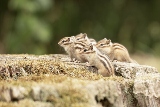 tamia
chipmunk
&eacute;cureuil ray&eacute;
petit rongeur
mammif&egrave;re sauvage
animal forestier