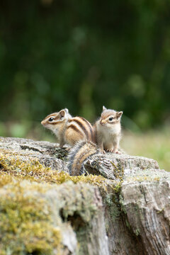 tamia
chipmunk
&eacute;cureuil ray&eacute;
petit rongeur
mammif&egrave;re sauvage
animal forestier