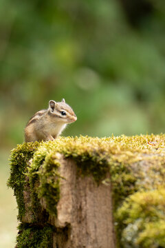 tamia
chipmunk
&eacute;cureuil ray&eacute;
petit rongeur
mammif&egrave;re sauvage
animal forestier
