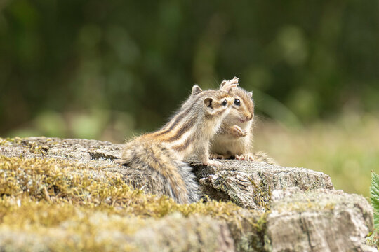 tamia
chipmunk
&eacute;cureuil ray&eacute;
petit rongeur
mammif&egrave;re sauvage
animal forestier