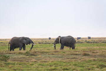 Obraz premium A meeting between two elephants in the Amboseli wilderness. Kenya, Africa.