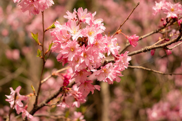 桜の花　クロースアップ