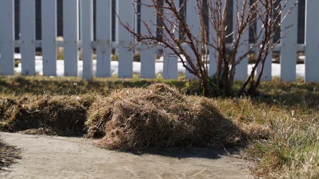 Pile of dry stale grass with lawn and garden in background. Start of season