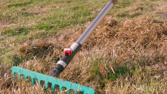 Loosening lawn grass with rake on sunny spring day close-up in slow motion