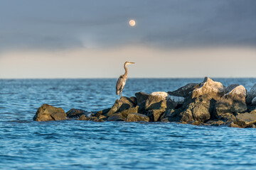 Fototapeta premium Great Blue Heron standing on a rock jetty in the Chesapeake Bay with the moon rising