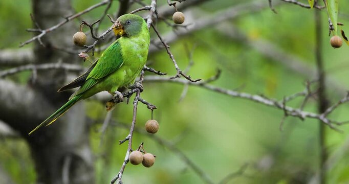 Plum -headed parakeet female feeding on fruits seen near Sattal , Uttarakhand, India 