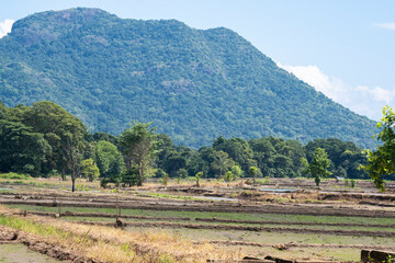 Beautiful emerald green rice paddy fields in the highlands of Sri Lanka. Scenic agricultural landscape with majestic mountain range in the background, rural Ceylon nature.