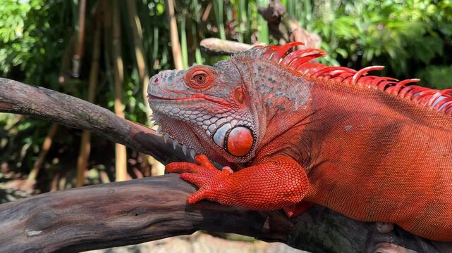 Orange iguana close up in tropical nature
