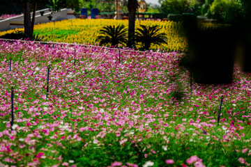 Obraz premium Flower background view The colorful colors of tulips (pink, red, white, orange, yellow, green, purple) planted in gardens for the beauty of the spectators, are species that grow in cold weather.